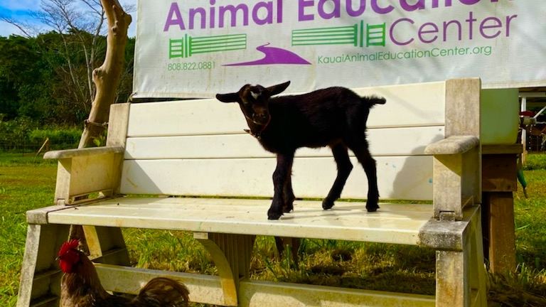 Kauai Animal Education Farm (KAEF)