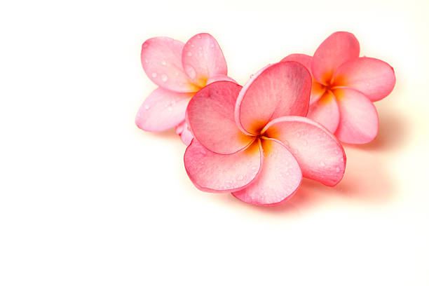Kilauea Wellness
