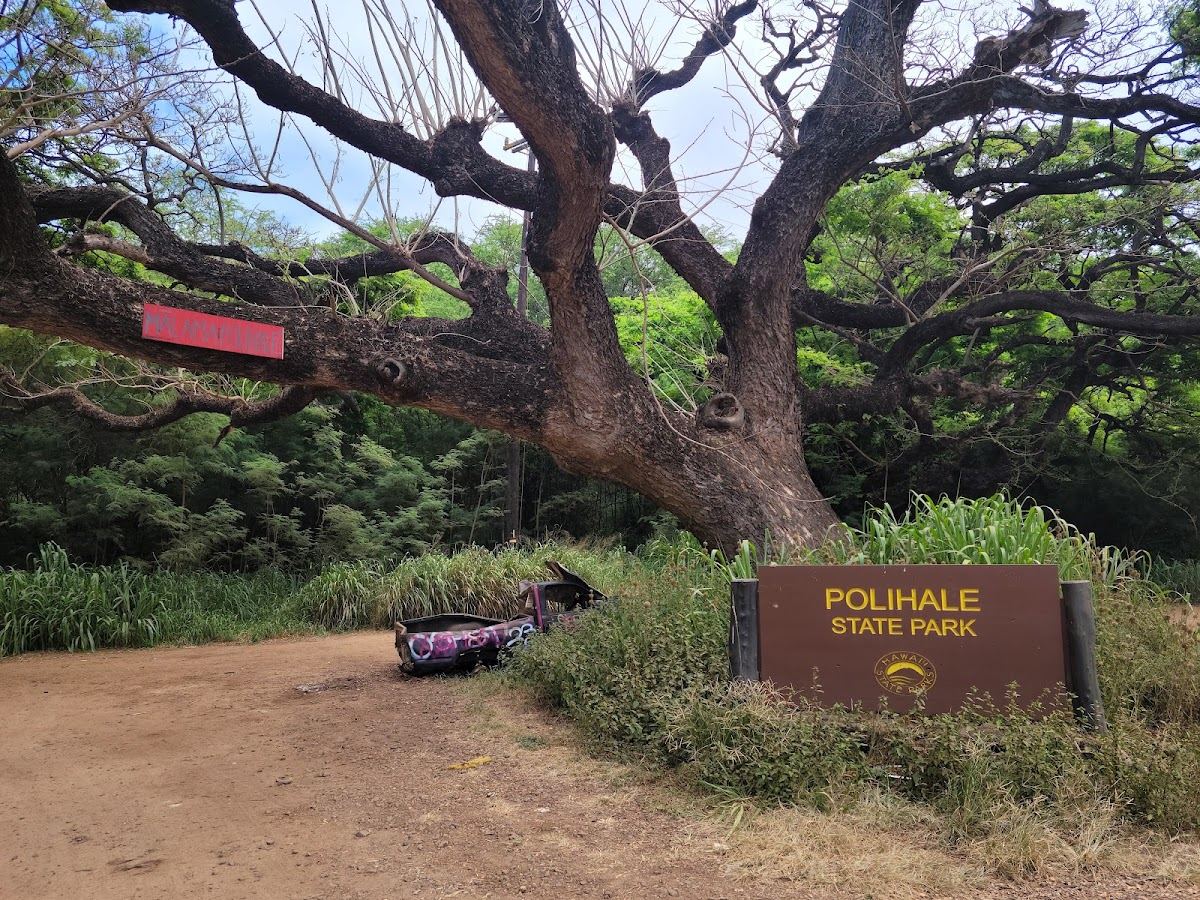 Monkeypod Tree