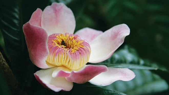 Princeville Botanical Gardens