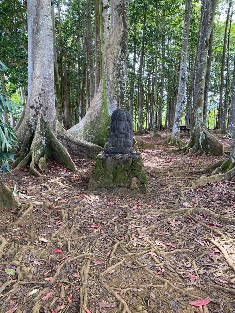 Sacred Rudraksha Forest