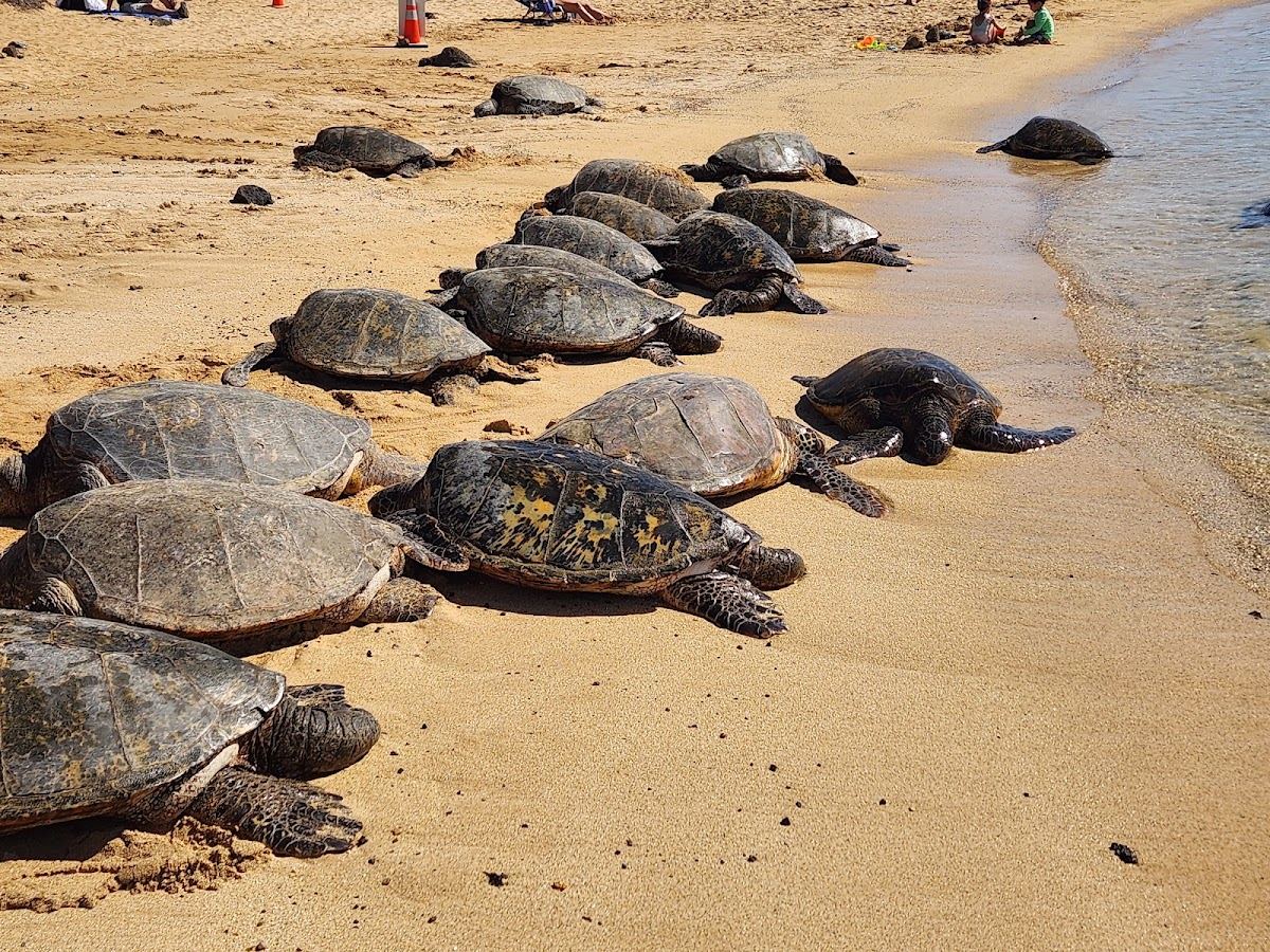 Sea turtle rest viewing point