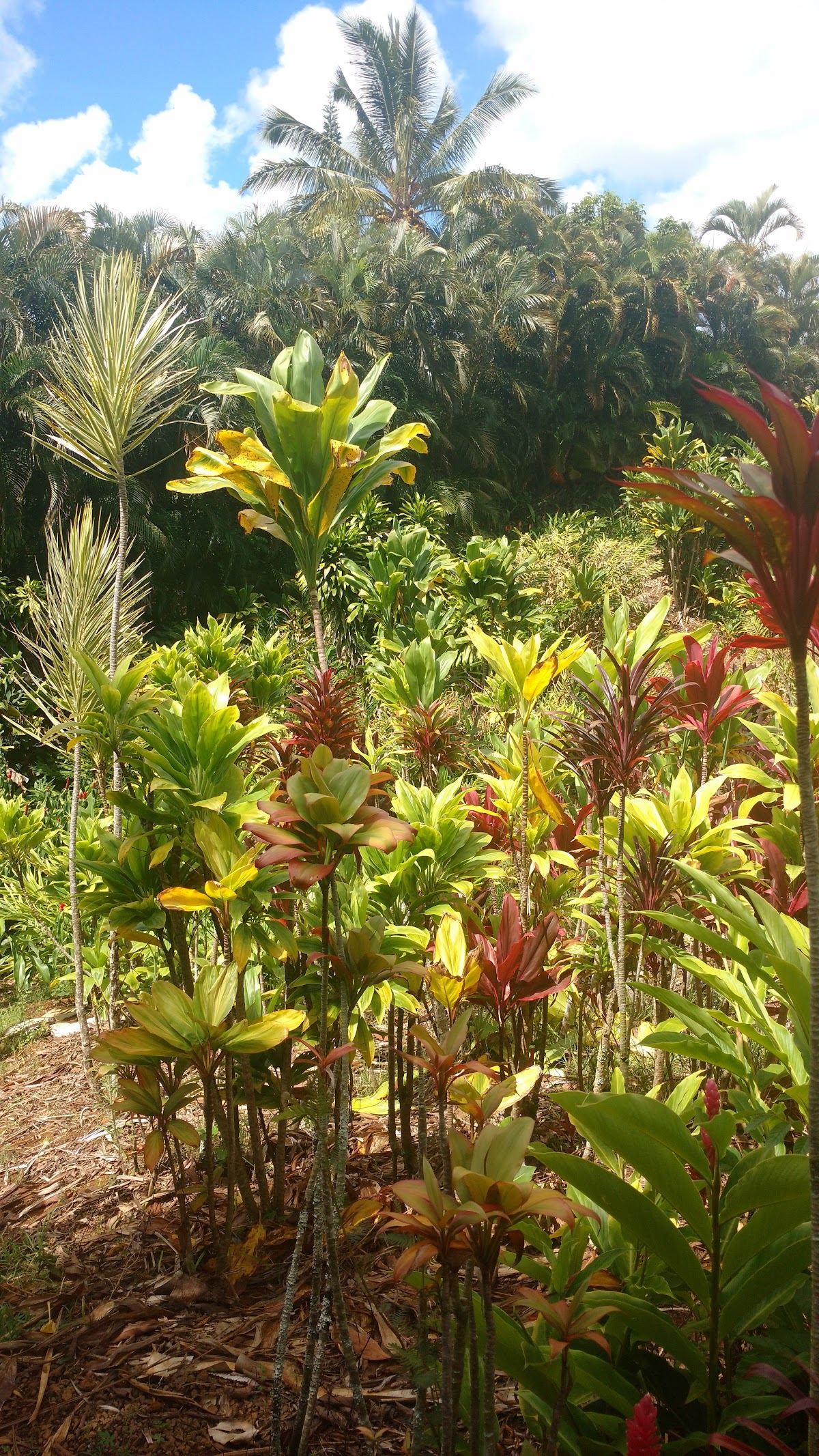 Tropical Flowers Express