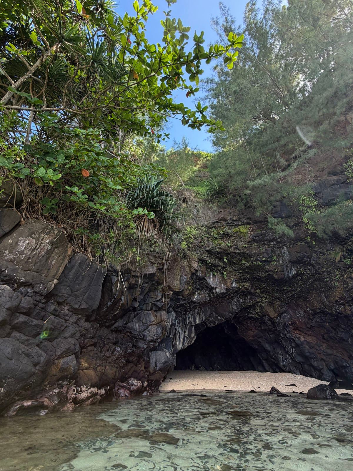 Turtle’s paradise