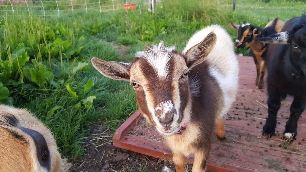 Bluebird Meadow Goat Yoga LLC