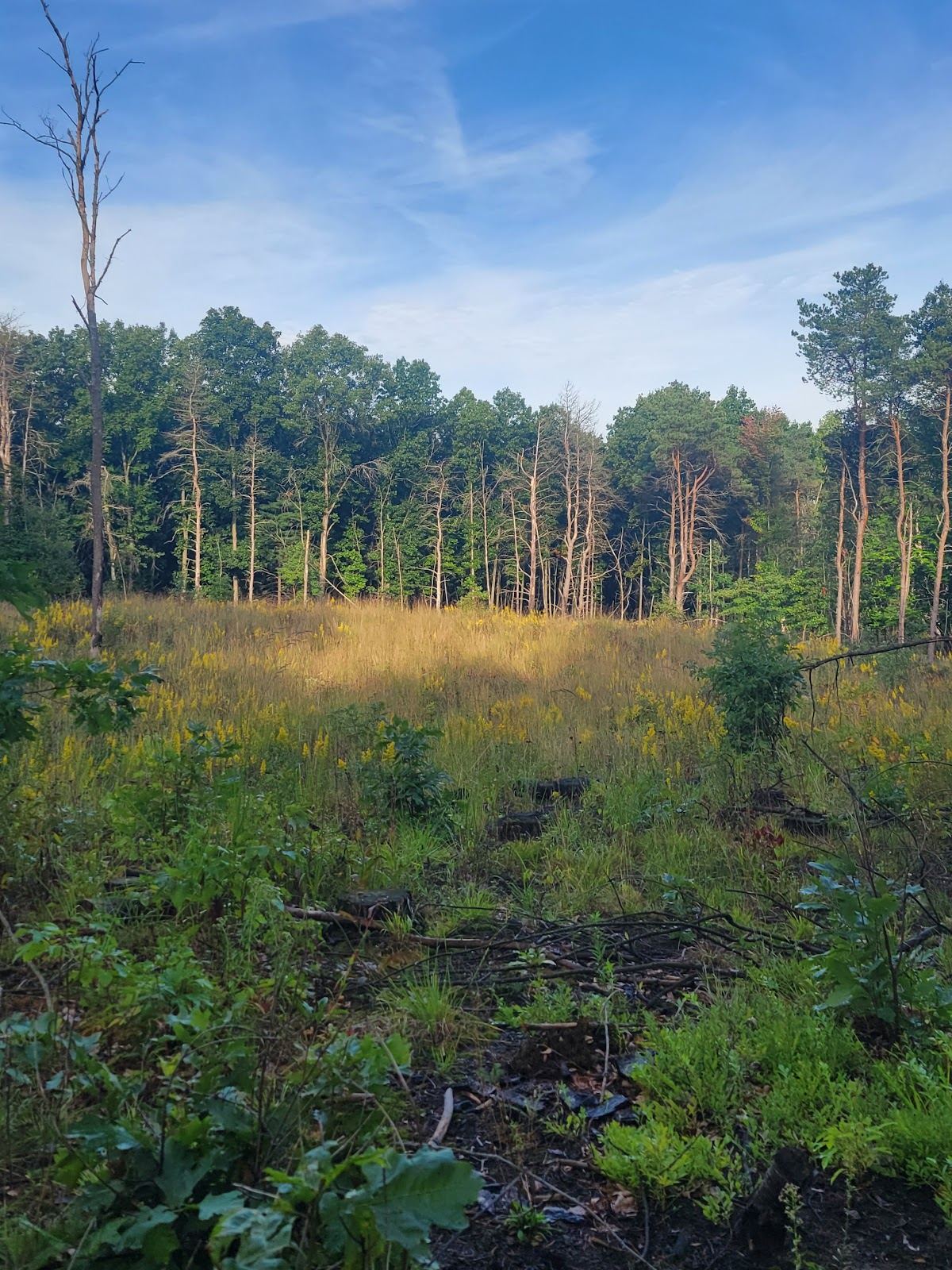 Brower Lake Nature Preserve