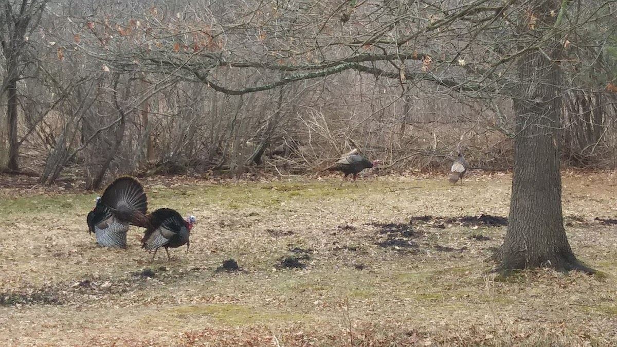 Carl Creek Wetlands Preserve