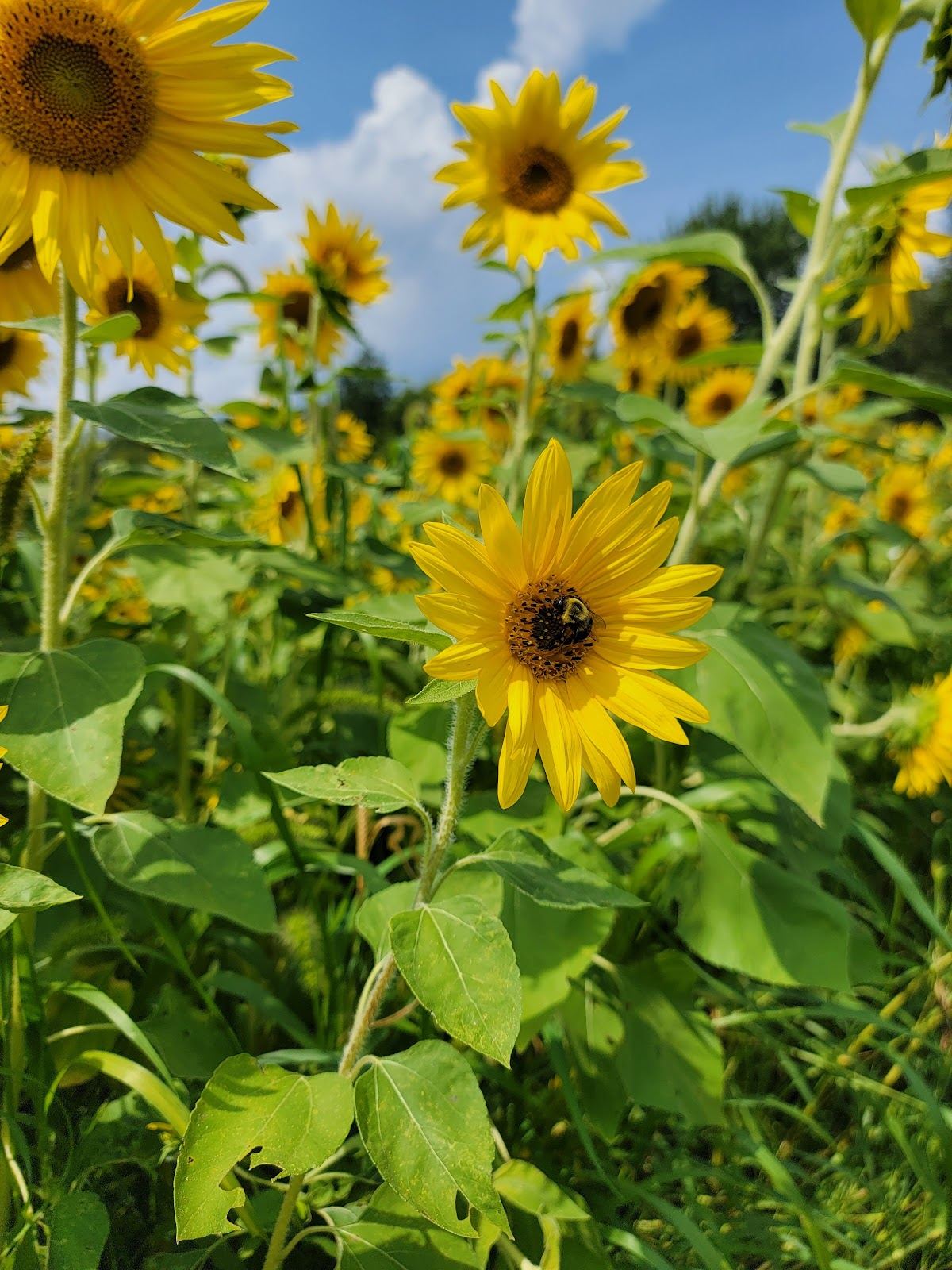 Crosby Farm