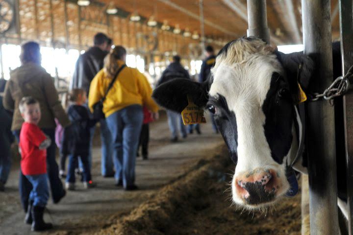 Dairy Discovery