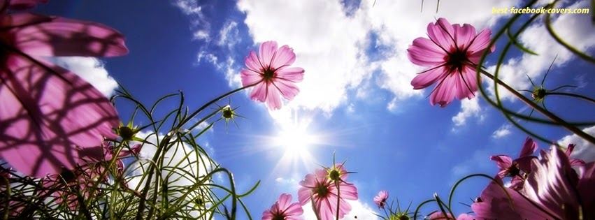 Daisy Floral