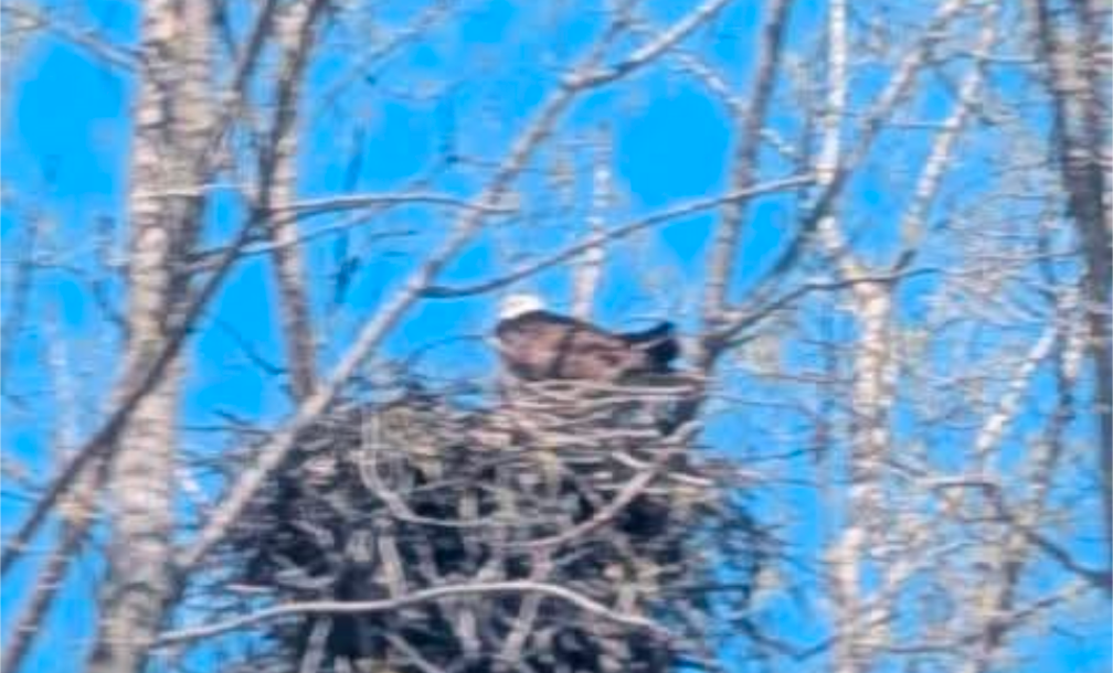 Eagle nest