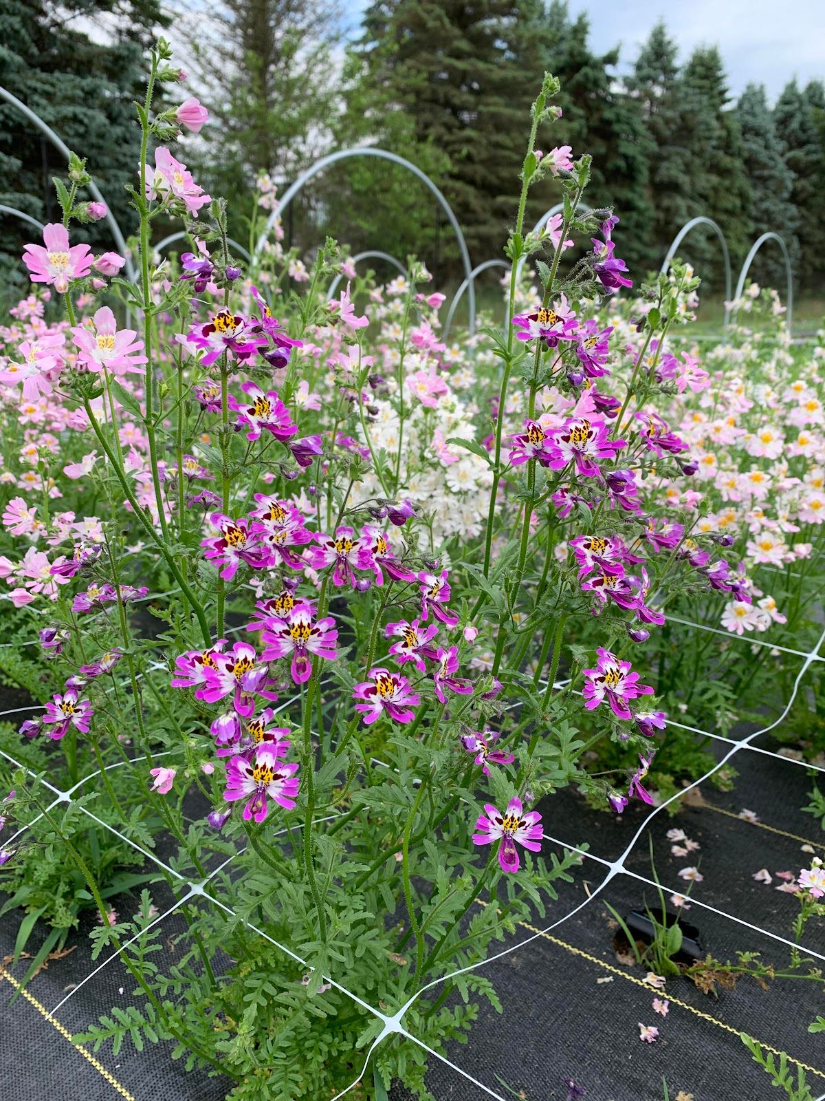 Enchanted Gardens