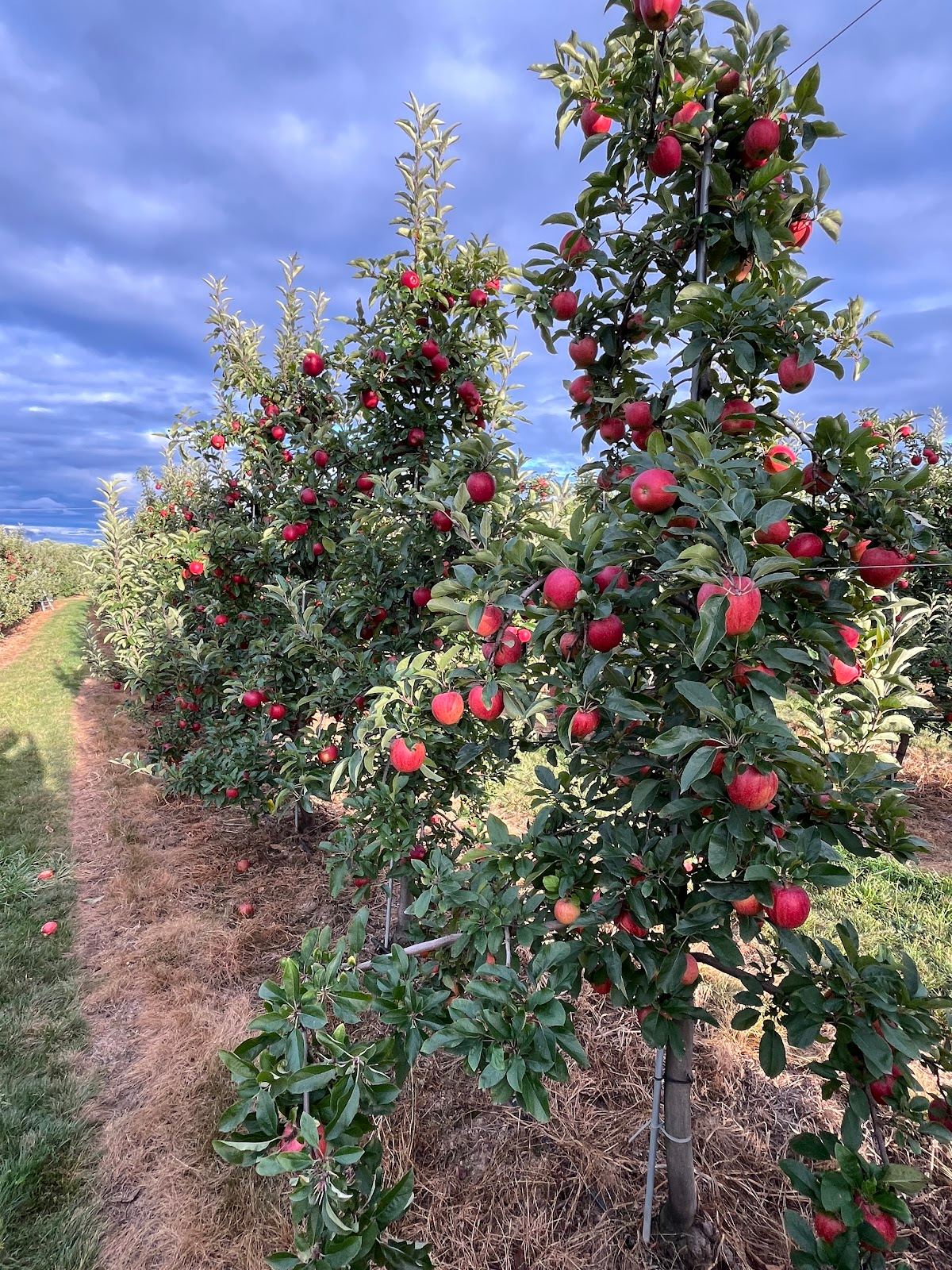 Farmhaus Farms