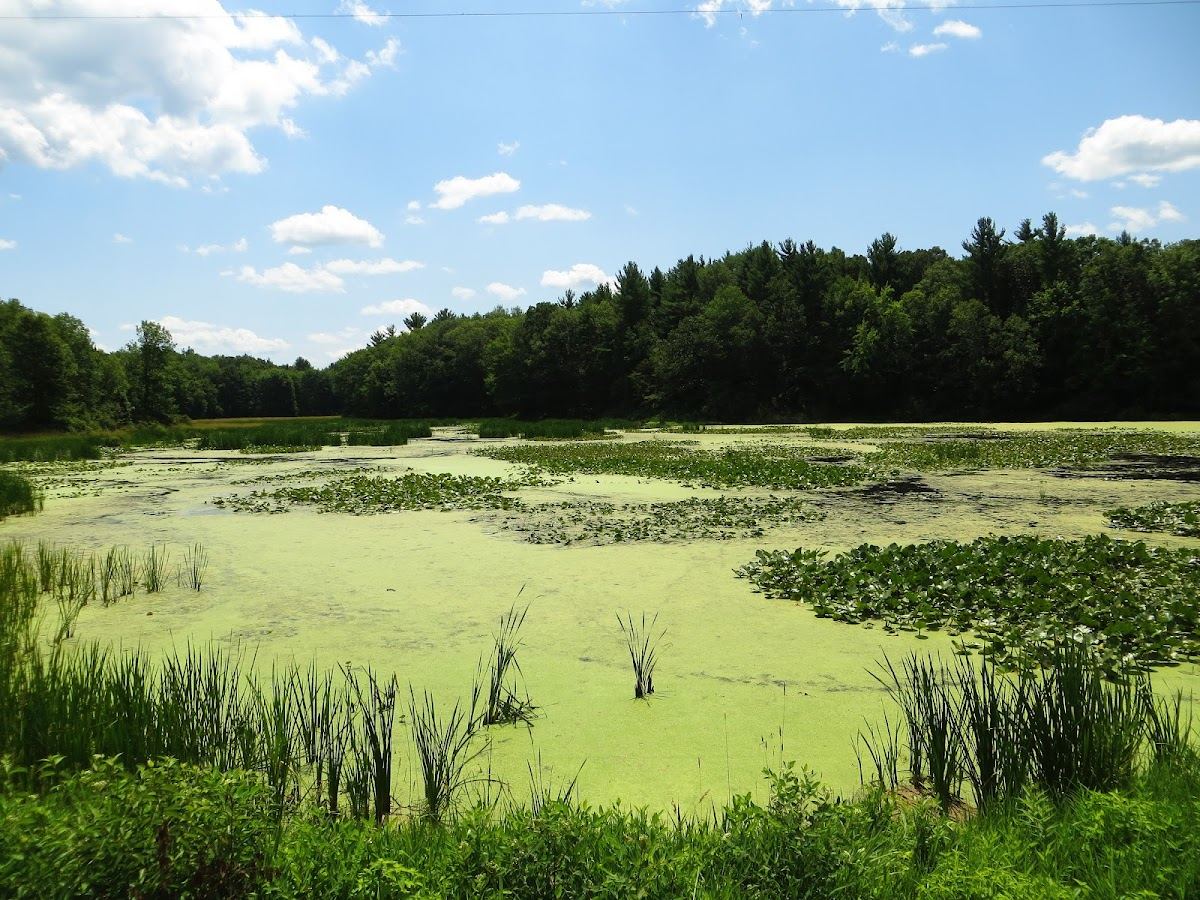 Flat River State Game Area