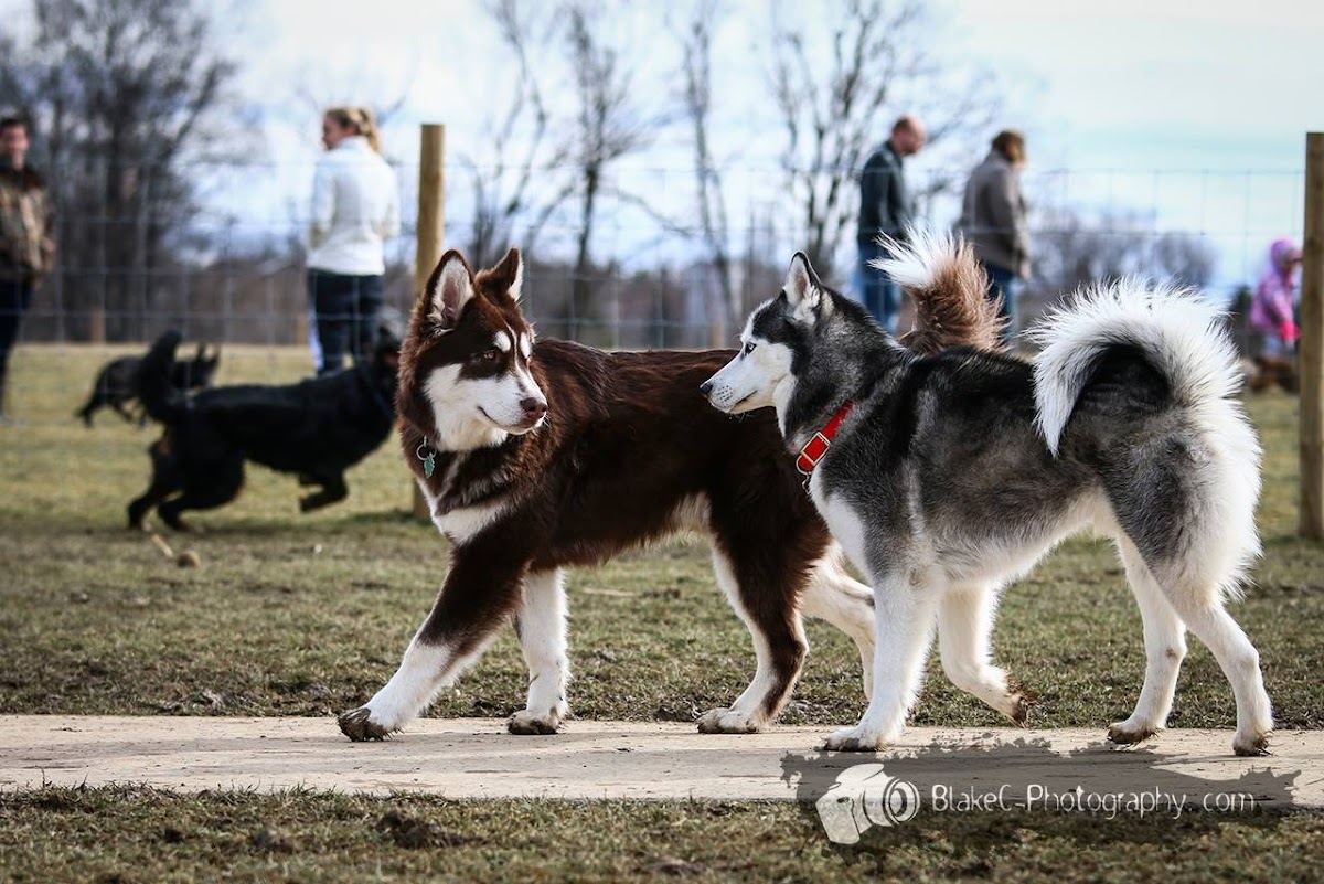 Grand Ravines Dog Park