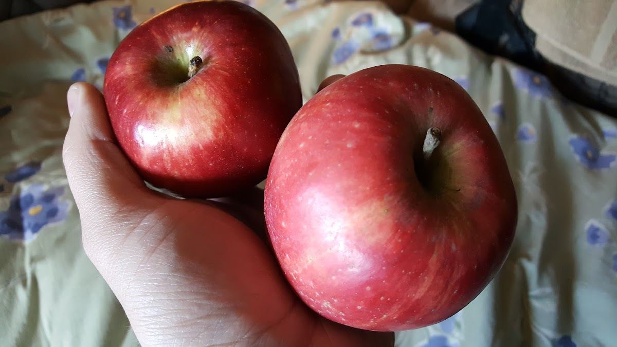 Greenridge Fruit, Inc.