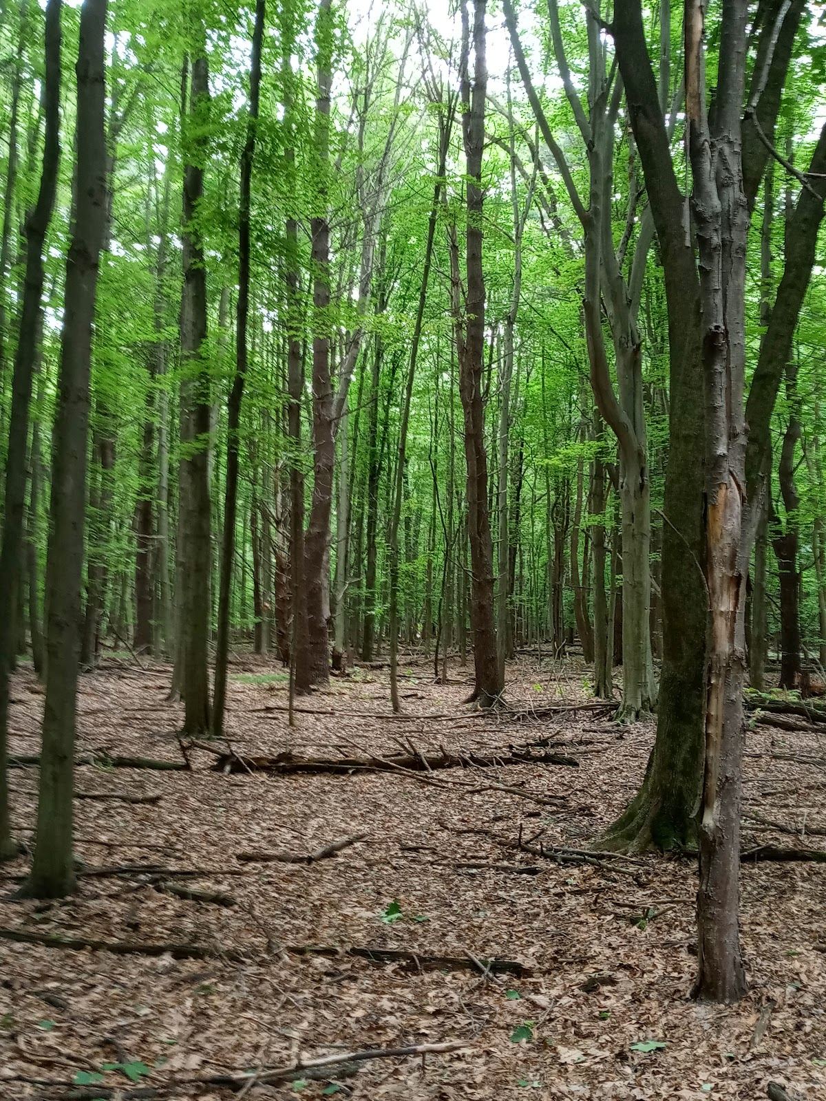 Palmer Park