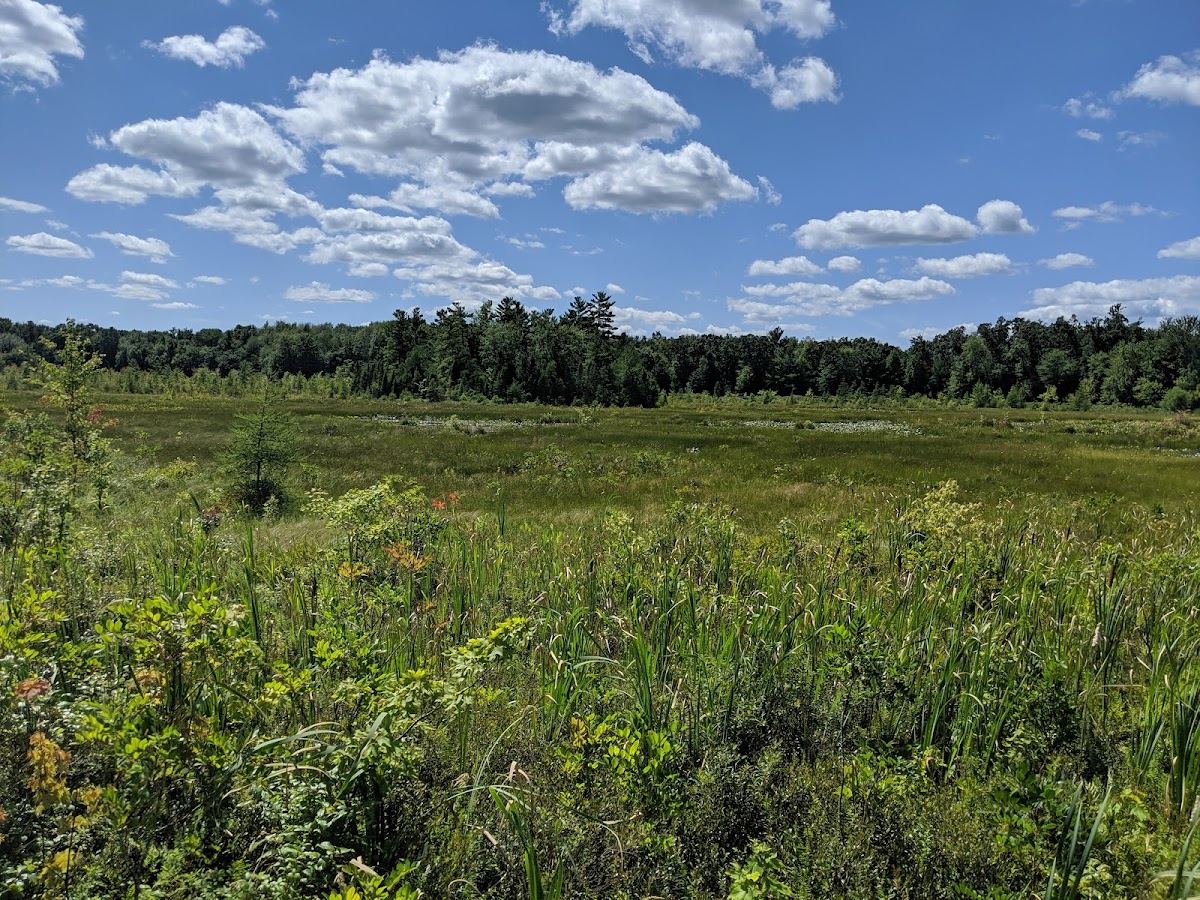 Saul Lake Bog Nature Preserve
