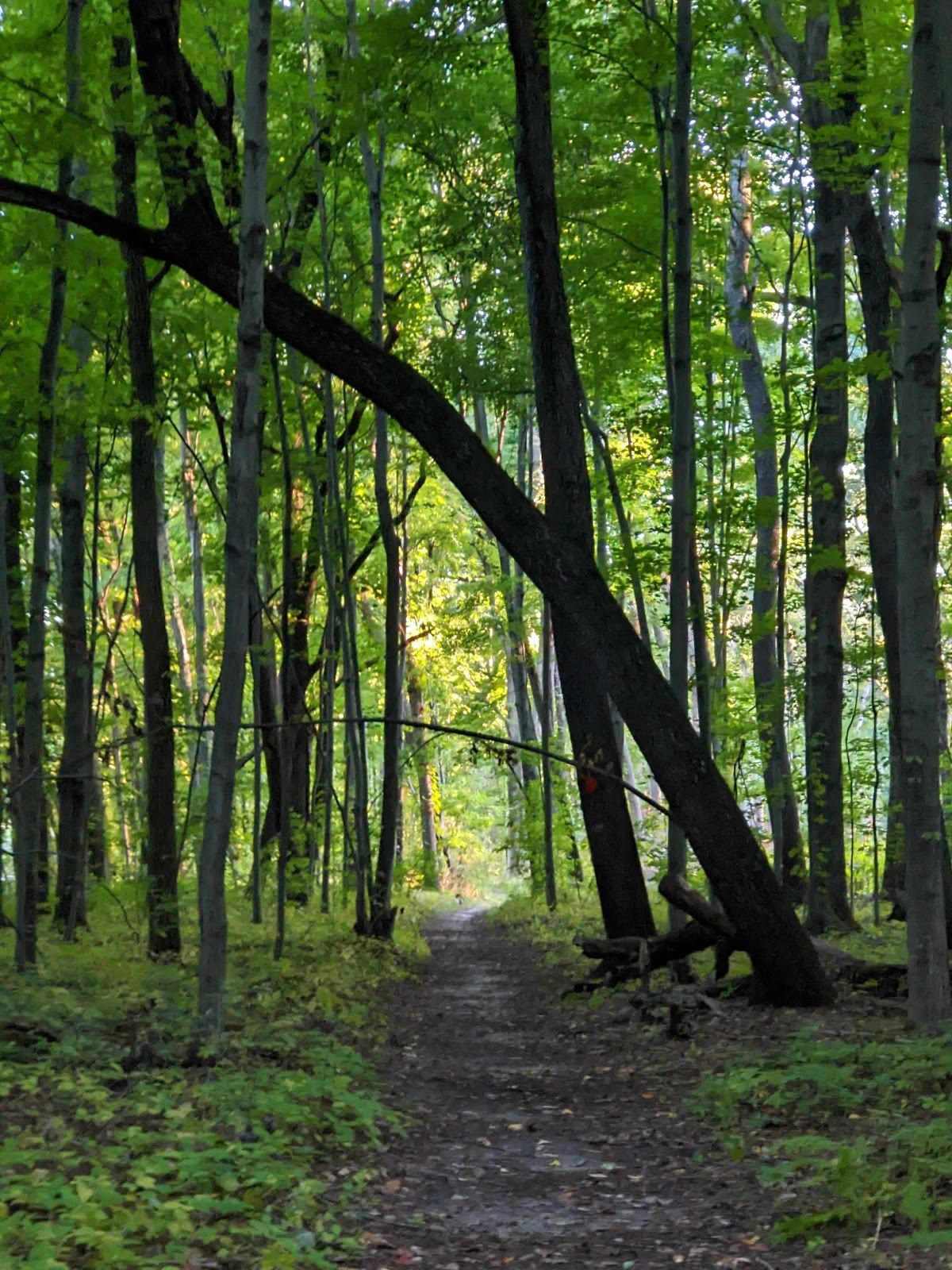 Wege Foundation Natural Area