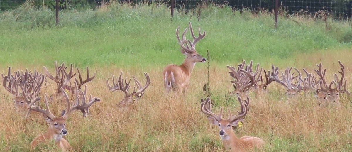 Whitehouse Whitetails | Whitetail Deer Hunting