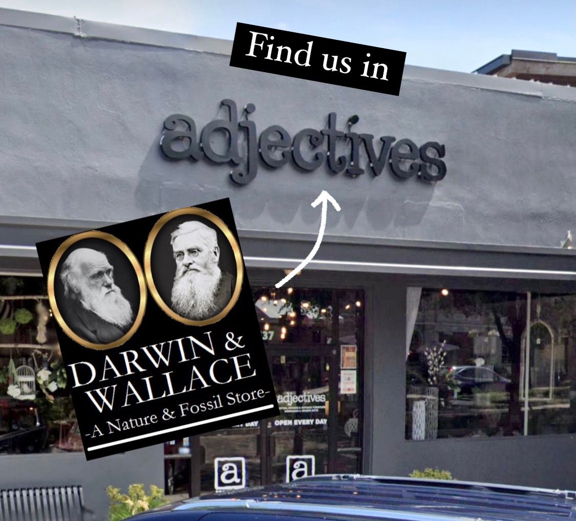 Darwin and Wallace: A Nature & Fossil Store