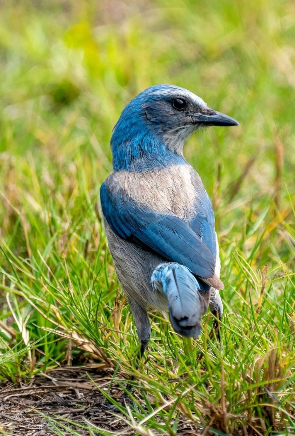 Florida Scrub-Jay Trail