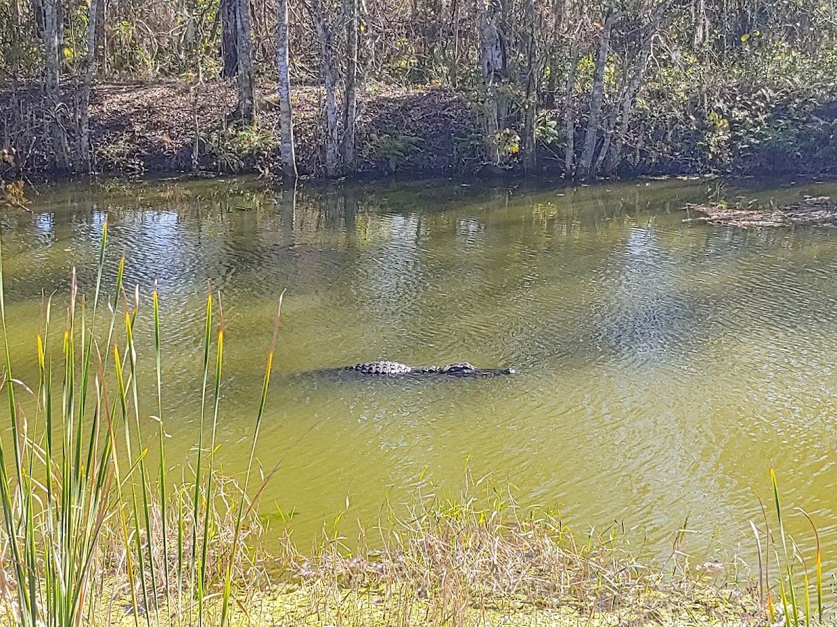 Lake Apopka Restoration Area