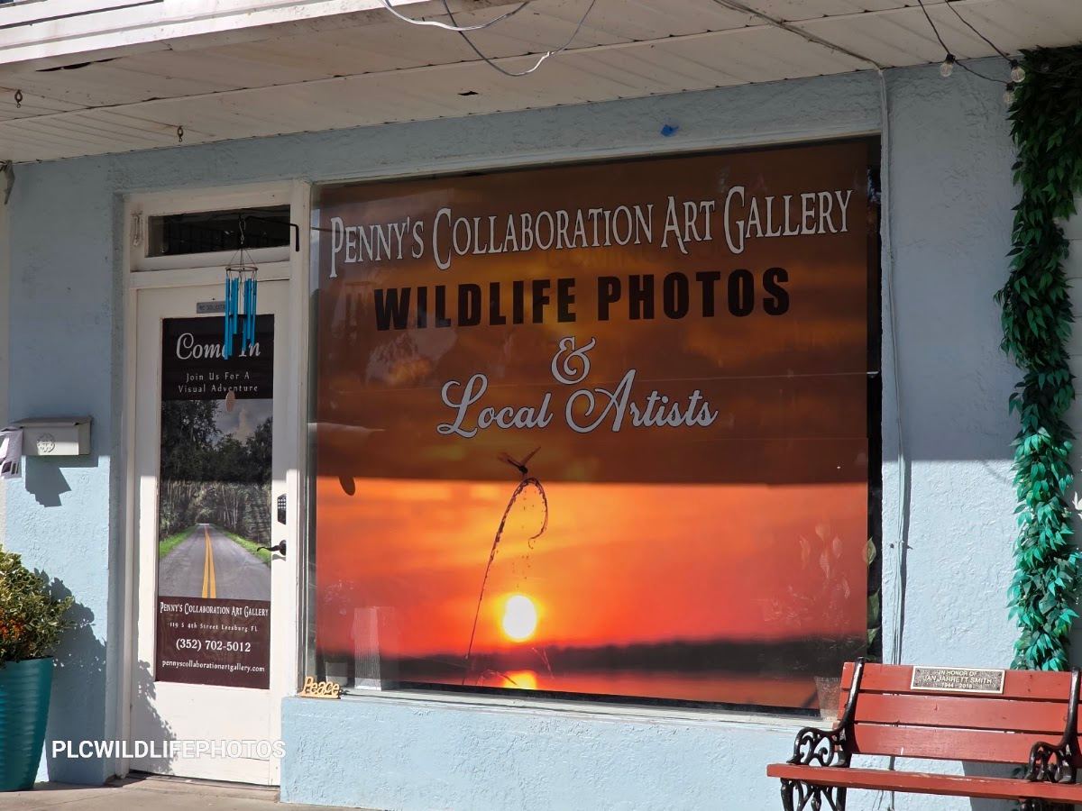 Penny's Collaboration Art Gallery