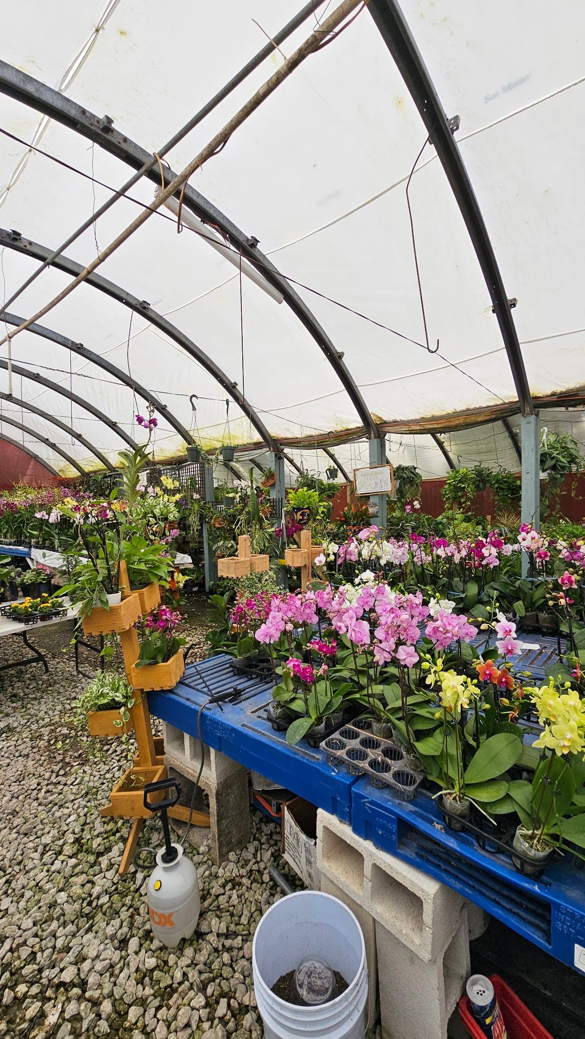 Ruiz Plants