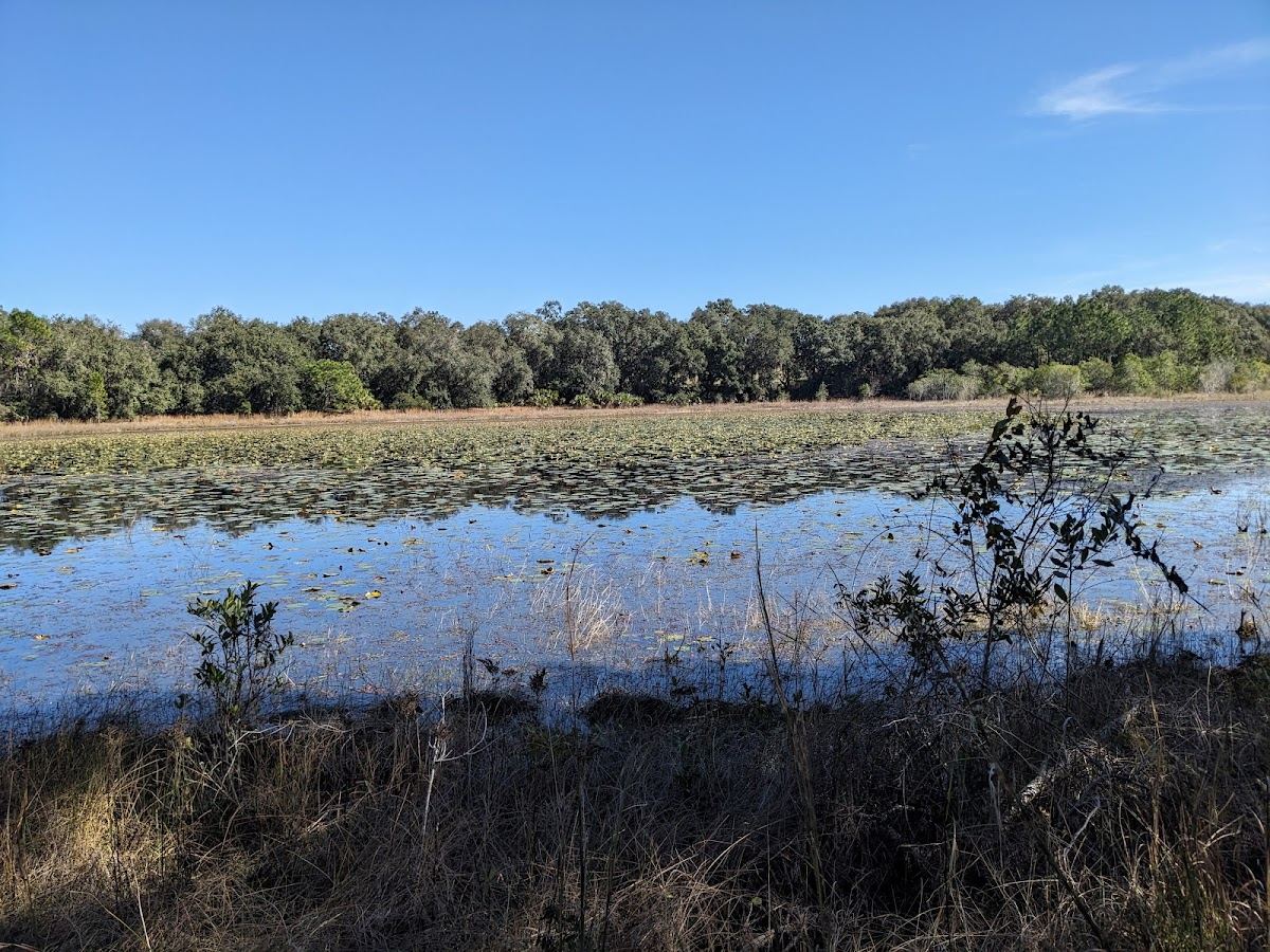 Sawgrass Island Preserve South Trailhead