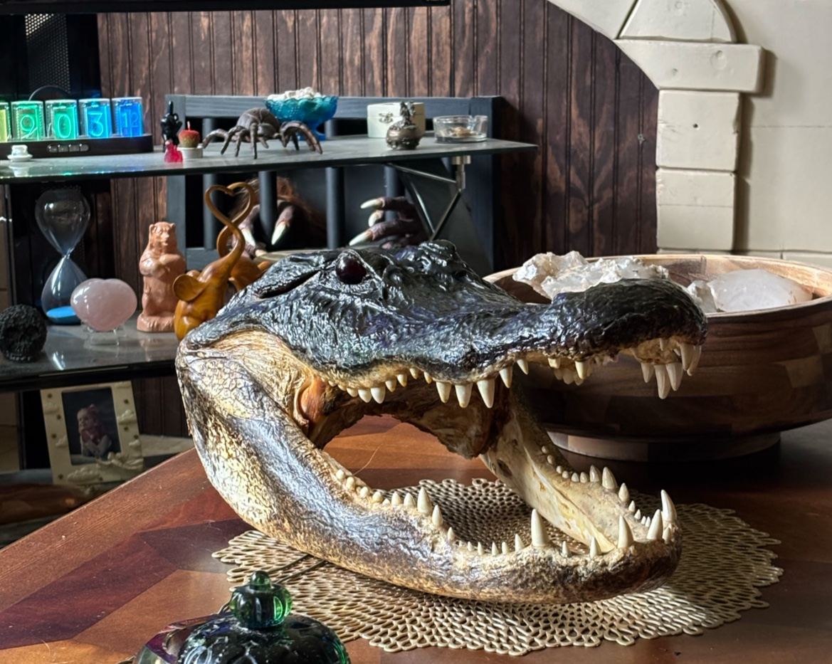 Shayne's Gators