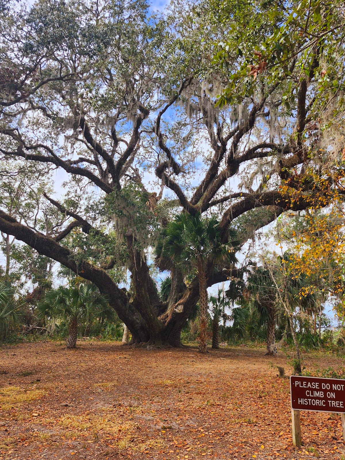 The Mammoth Live Oak Tree