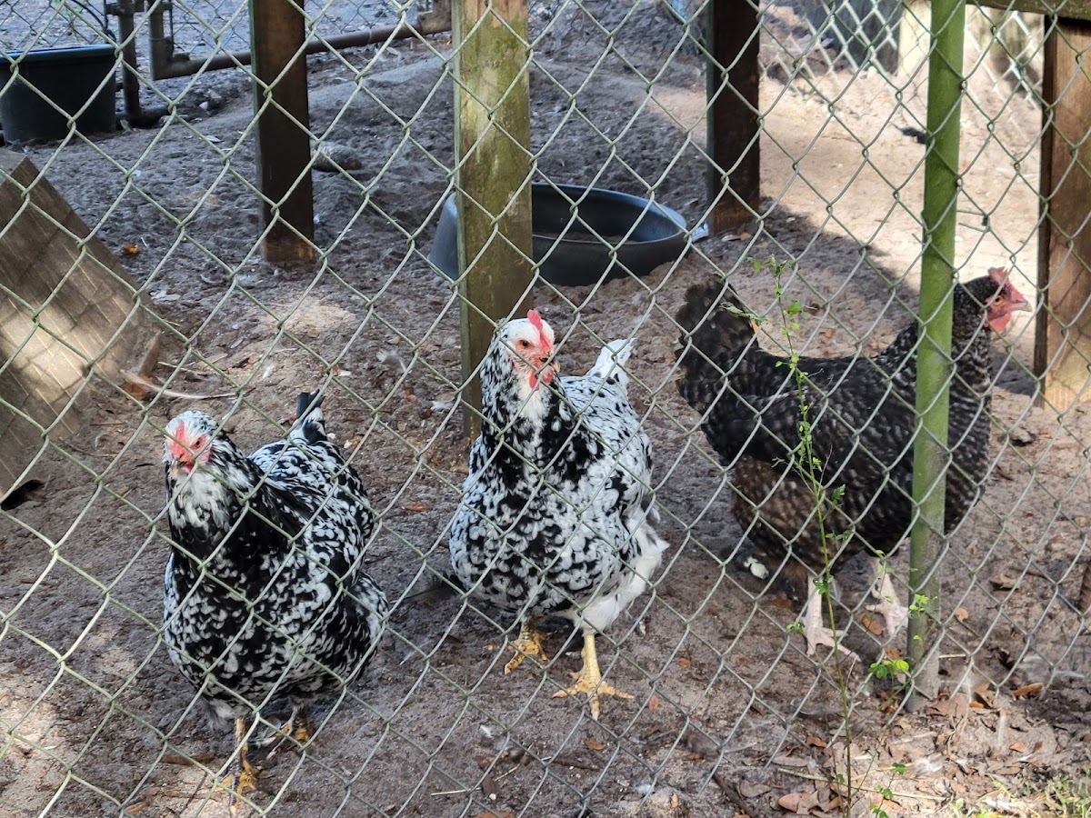 Uncle Donald's Farm
