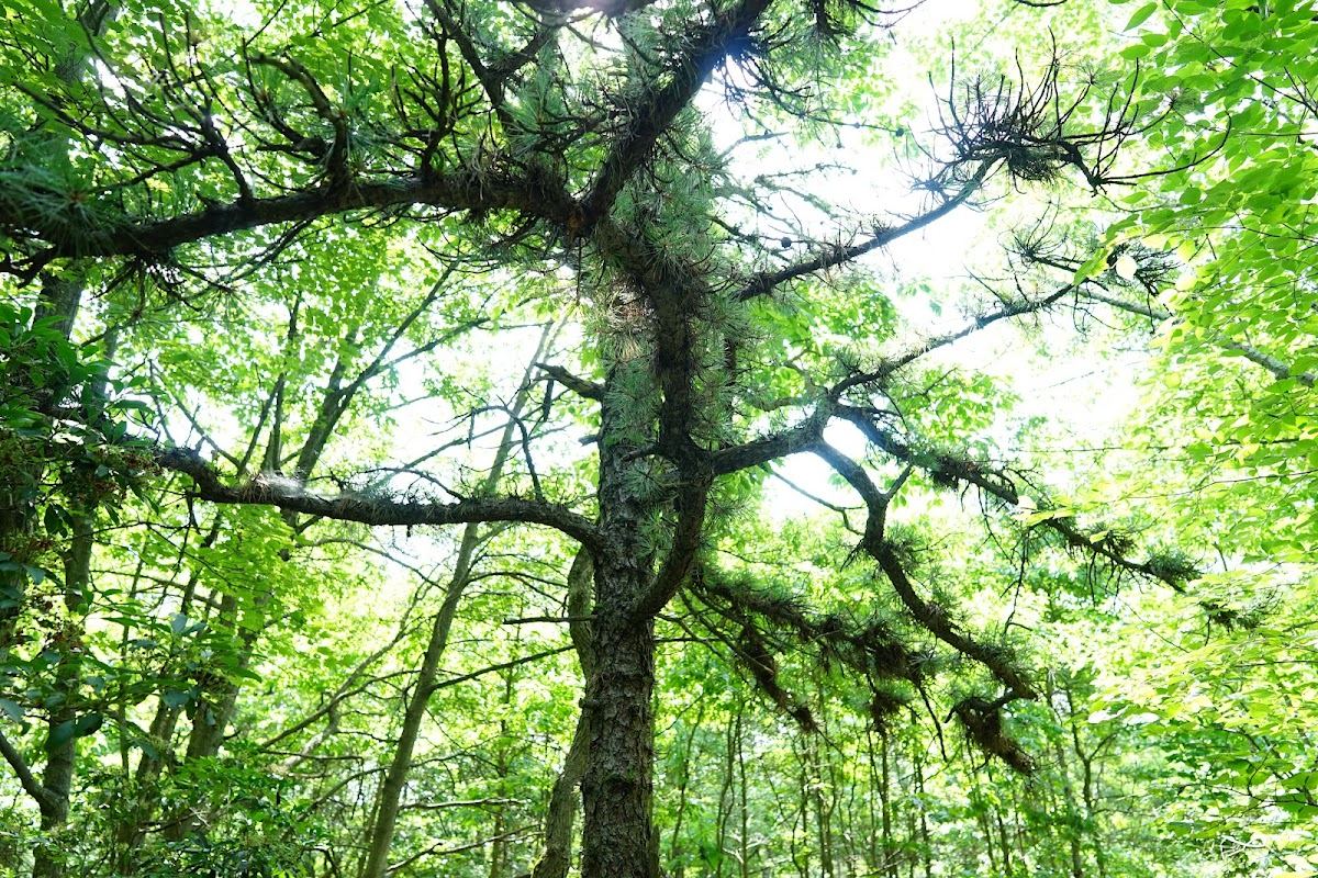 Bull Pine Tree