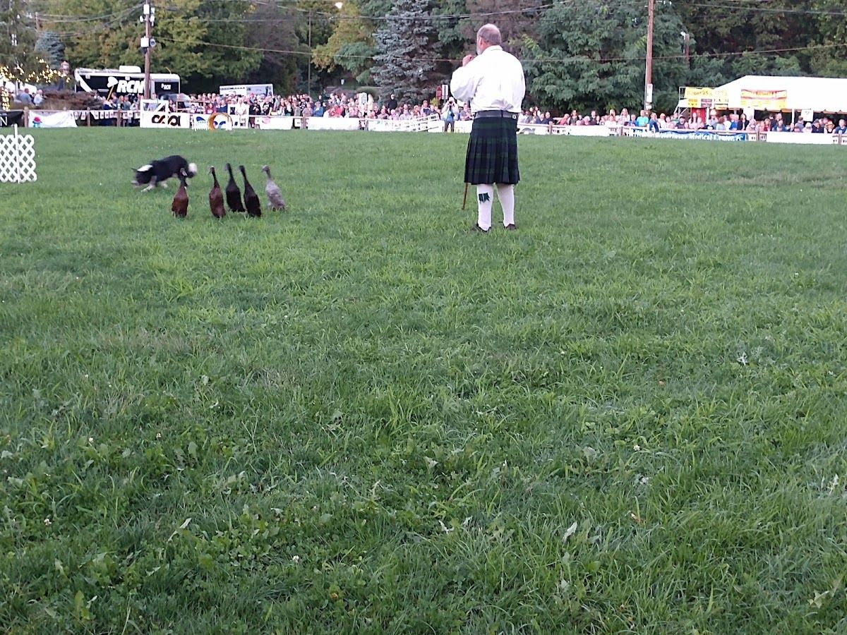 Celtic Classic Highland Games & Festival