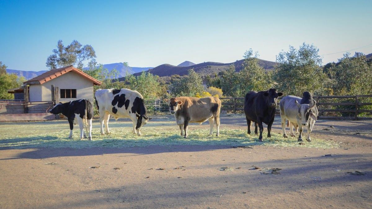 Farm Sanctuary