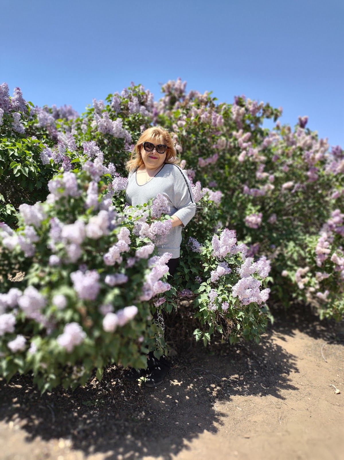 Kilcoyne Lilac Farm