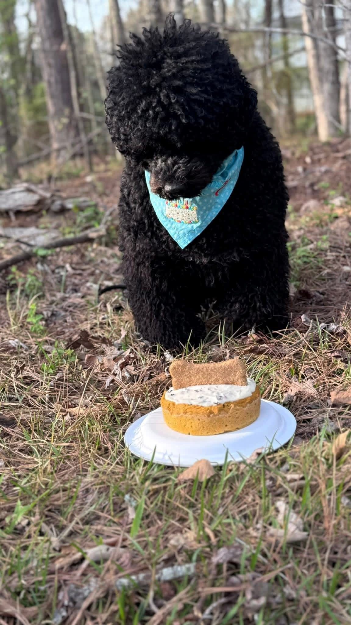 Collins Cookies and Crumbs