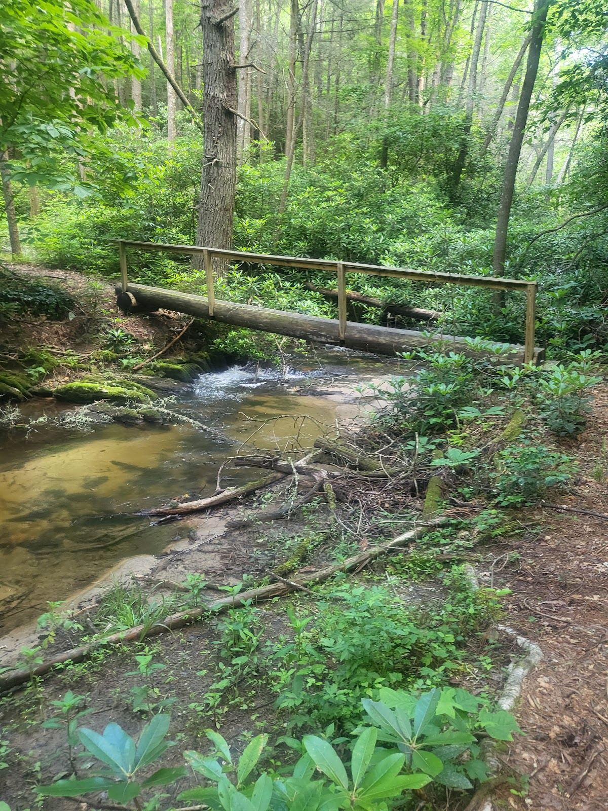 Dawson Forest Wildlife Management Area