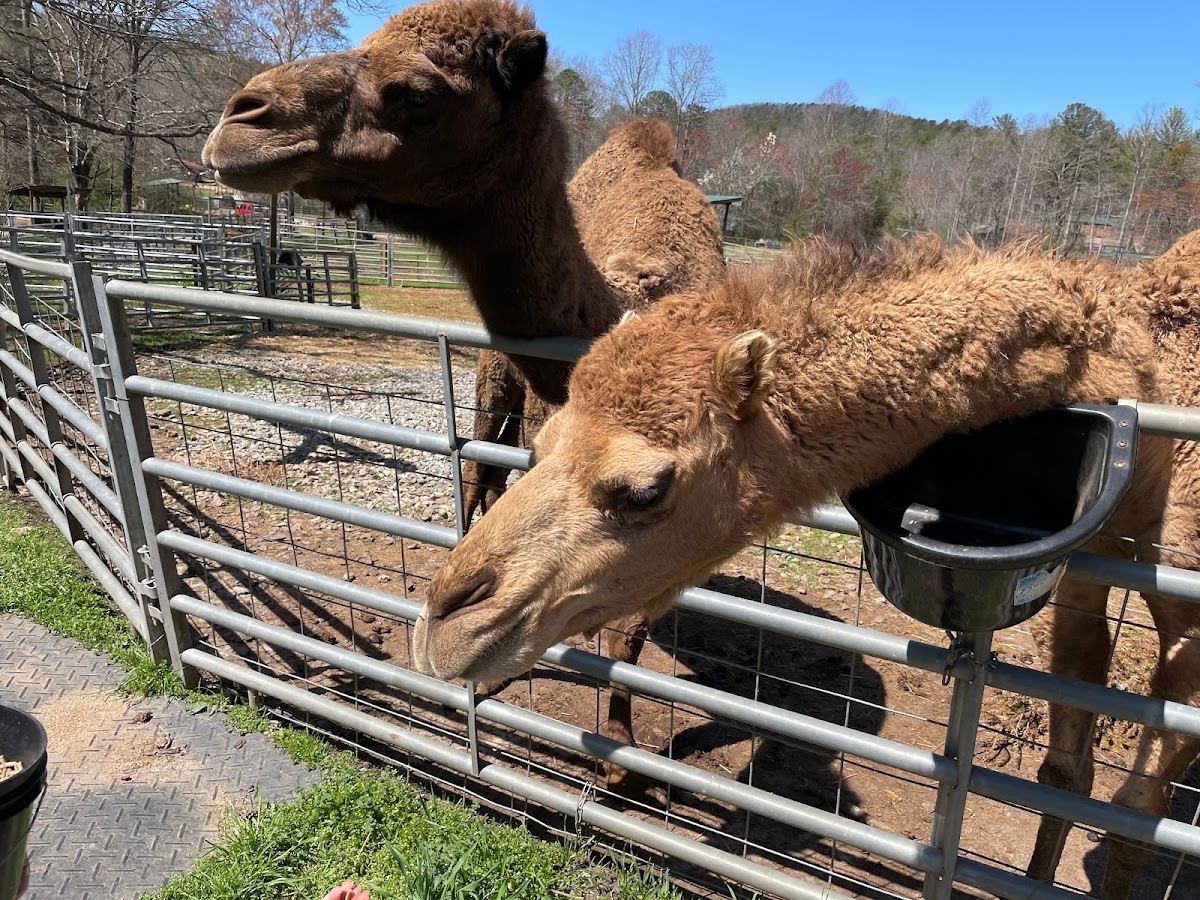 North Georgia Wildlife Park and Safari