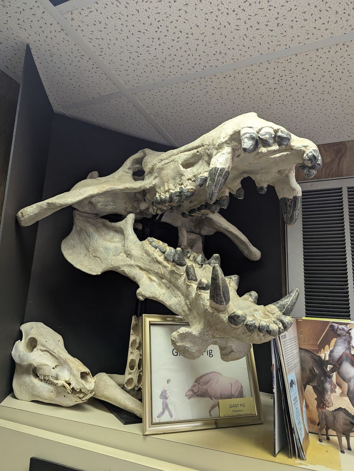 Paleo Preserve Fossil Museum