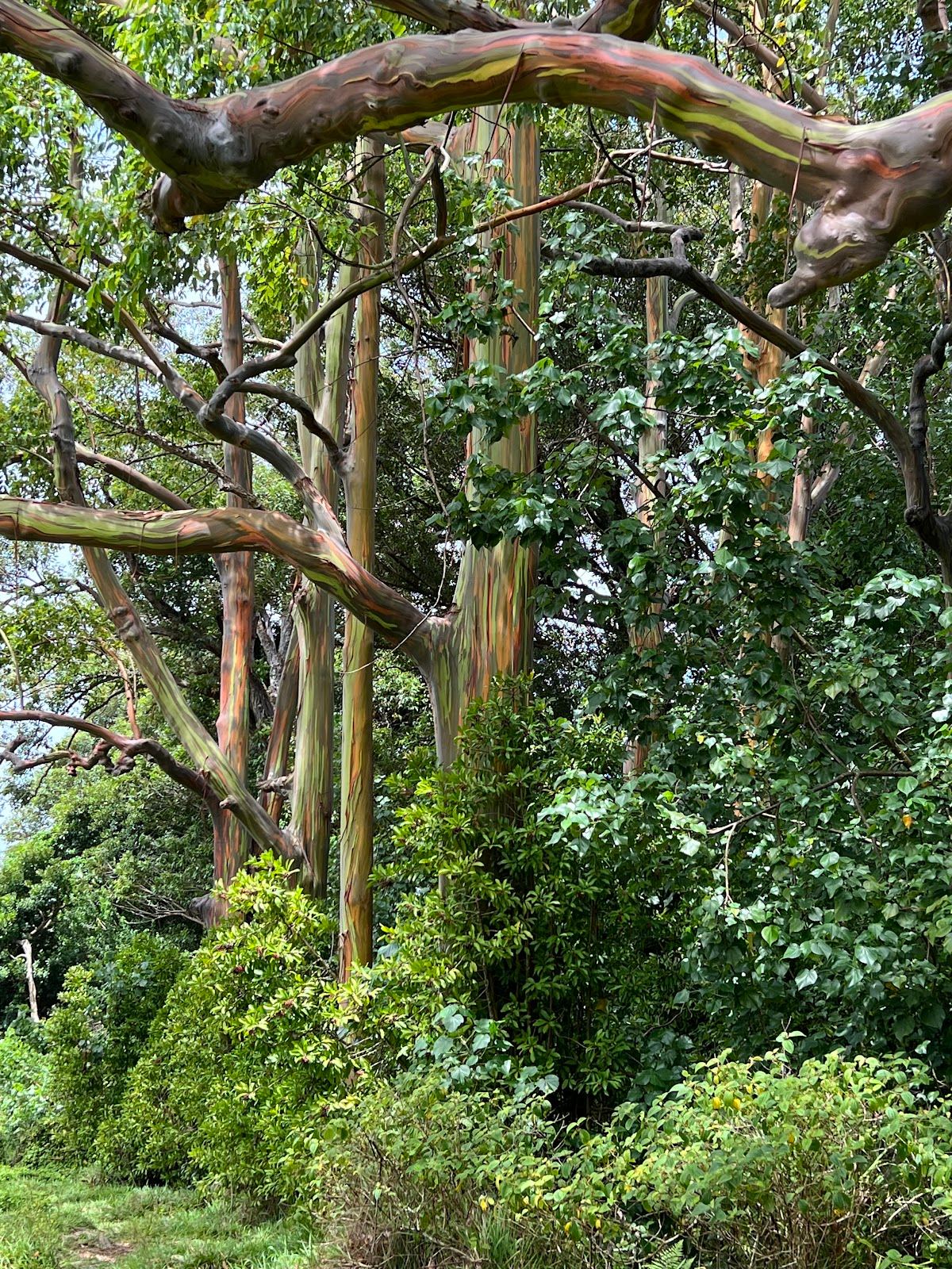 Eucalyptus Rainbow Trees