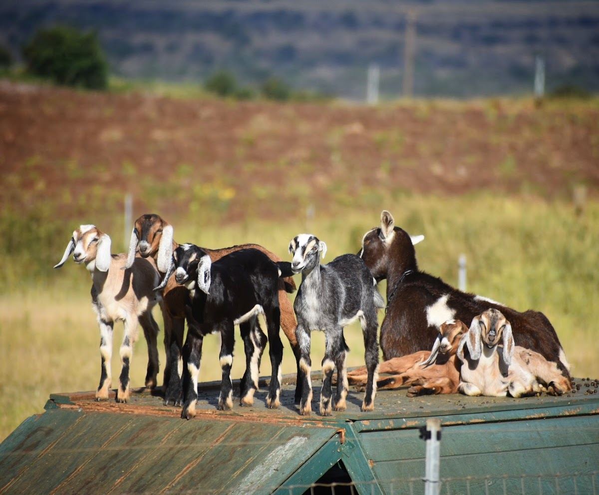 Haleakala Creamery