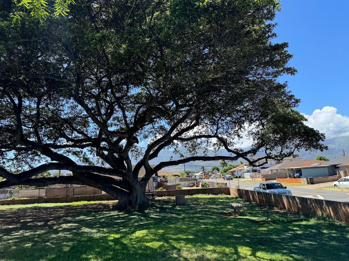 Kamalii Park