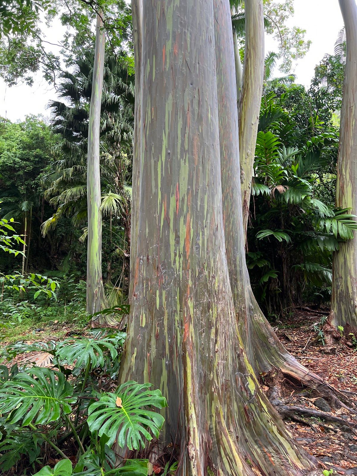 Ke'anae Arboretum