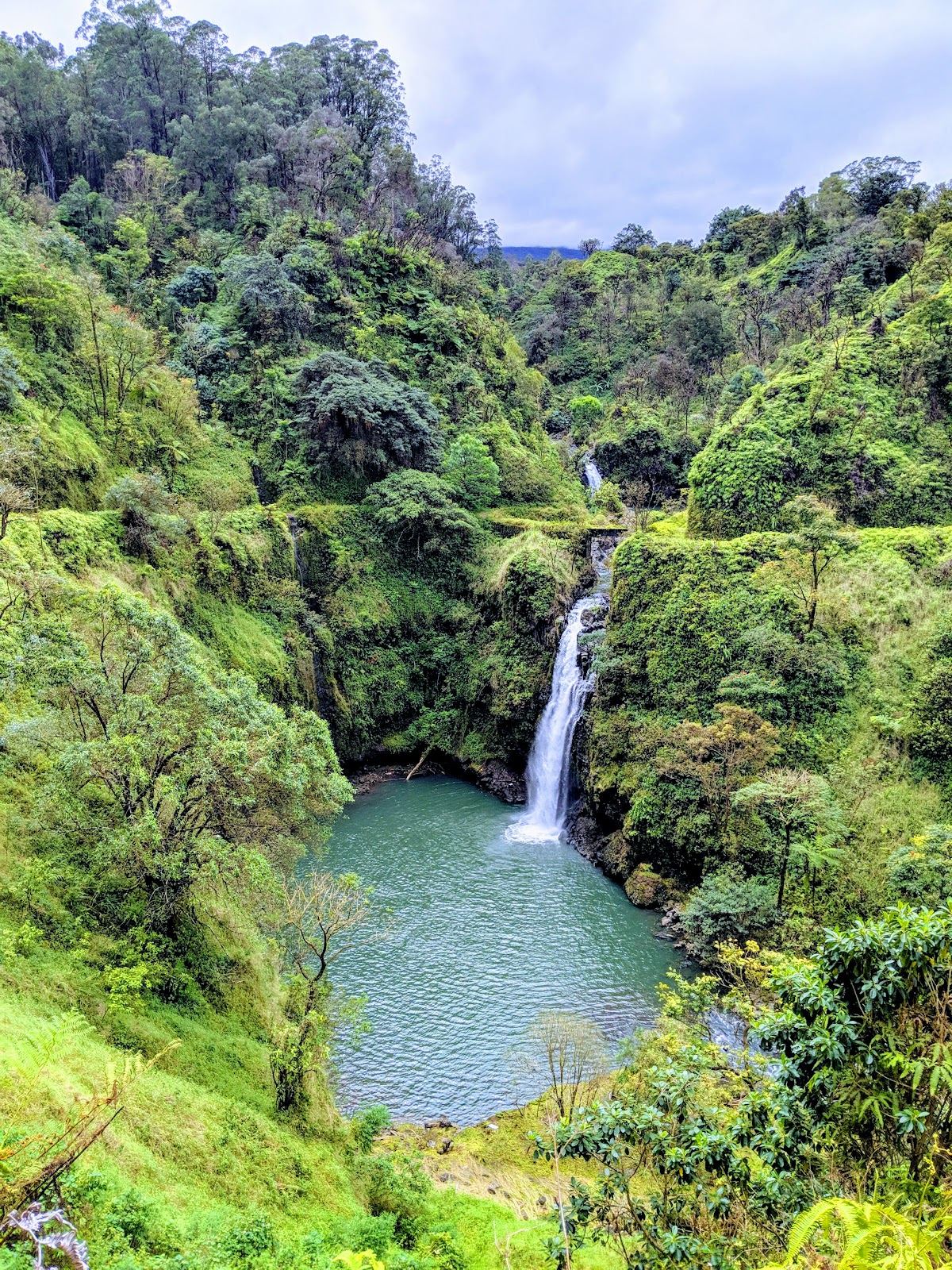 Ko'olau Forest Reserve