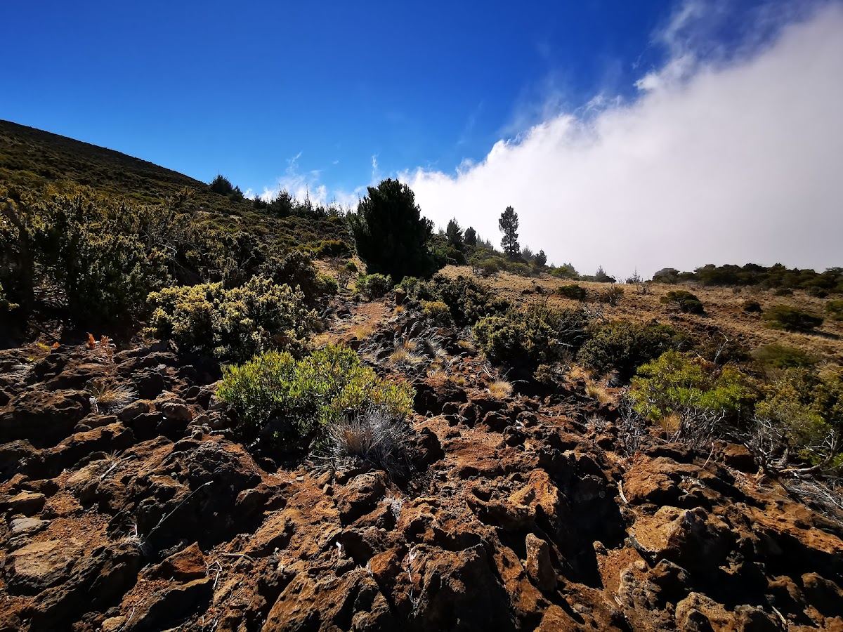 Kula Forest Reserve