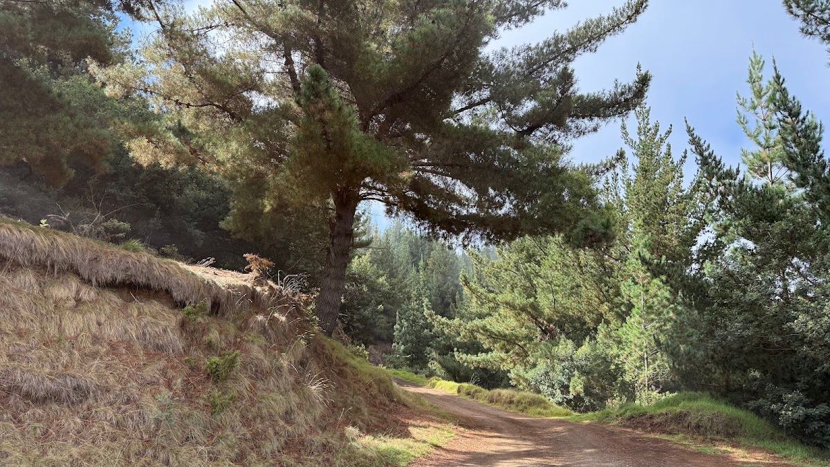 Lower Waiohuli Trail