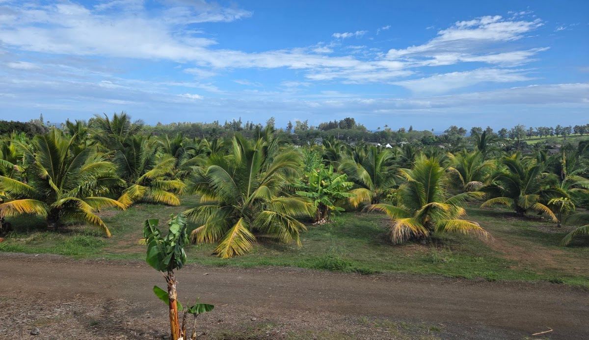 Macadamia Nut Tour