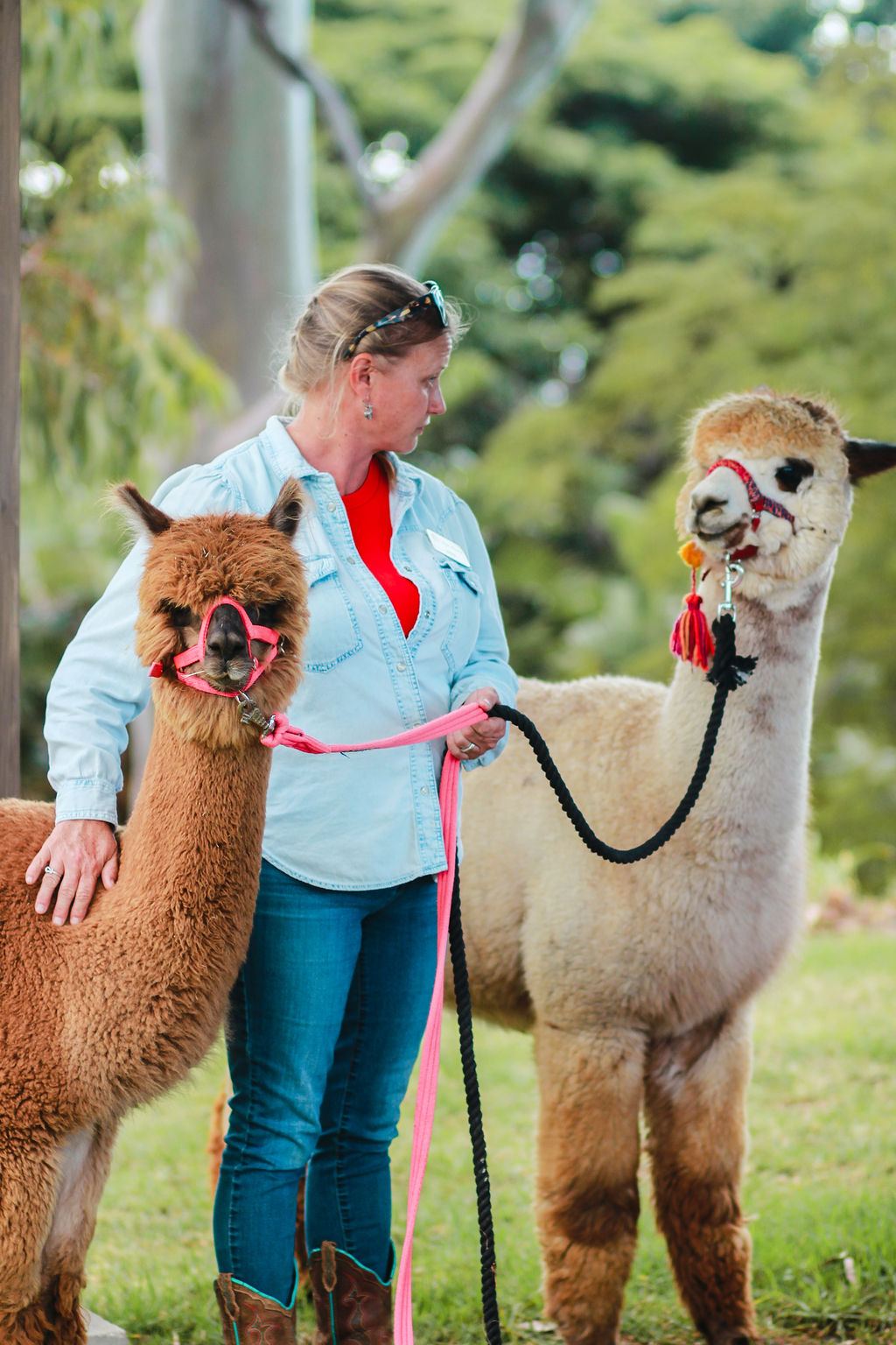 Maui Alpaca